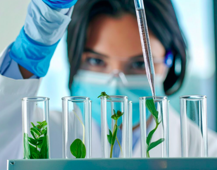 Analyse en laboratoire de jeunes plantes