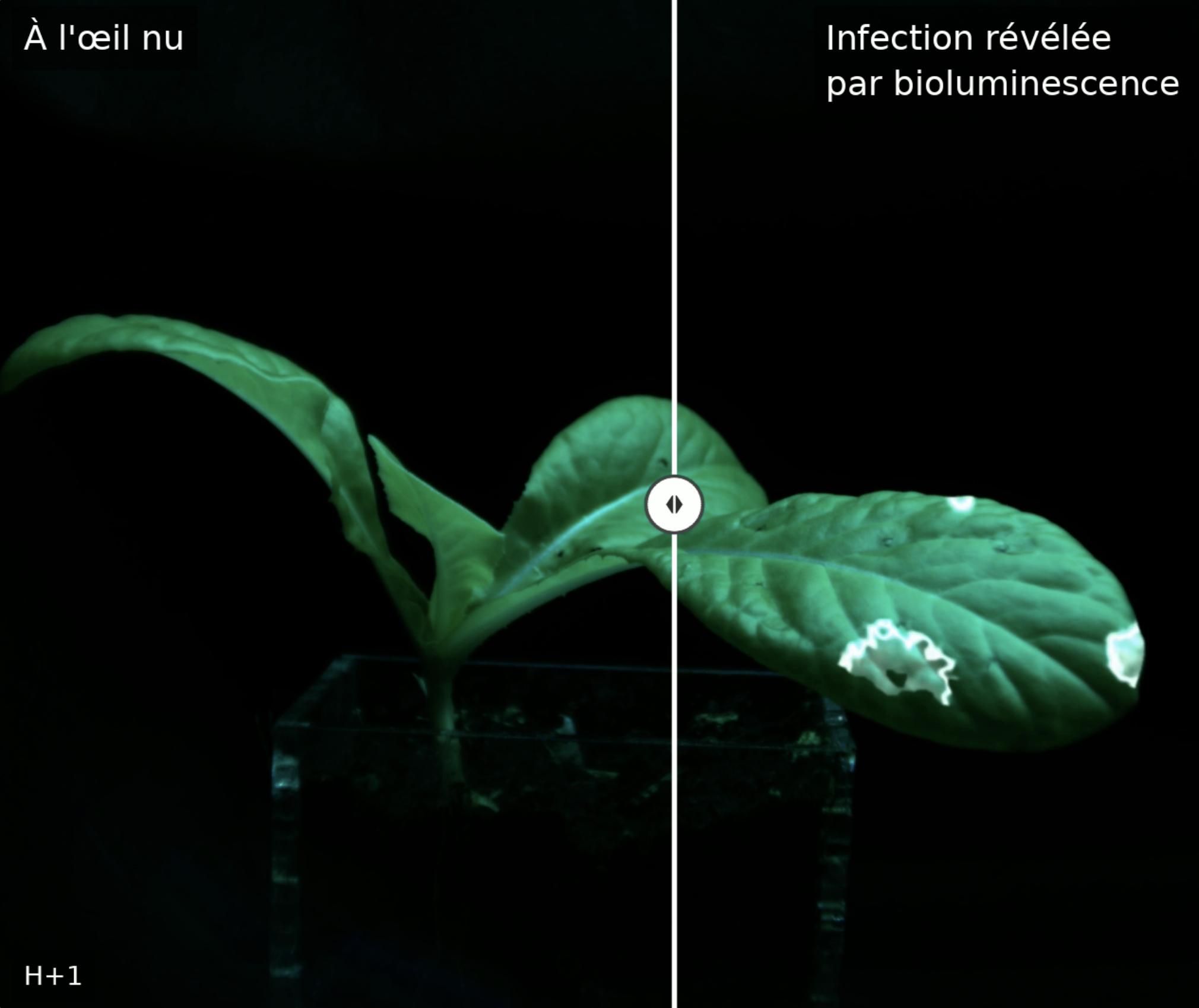 Comparaison plante &agrave; l'&oelig;il nu et sous bioluminescence, H+1